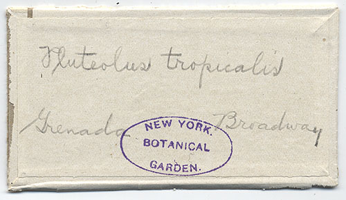 Pluteolus tropicalis image
