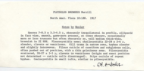 Pluteolus brunneus image