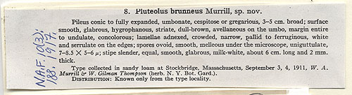 Pluteolus brunneus image