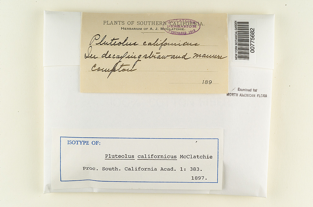 Pluteolus californicus image