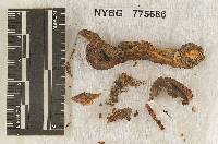 Pleurotus yuccae image