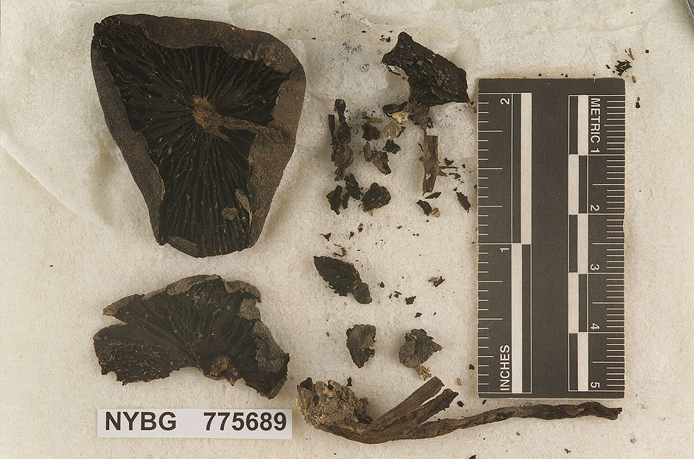 Panaeolus reticulatus image