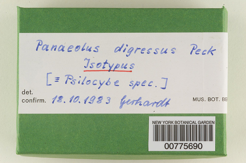 Panaeolus digressus image