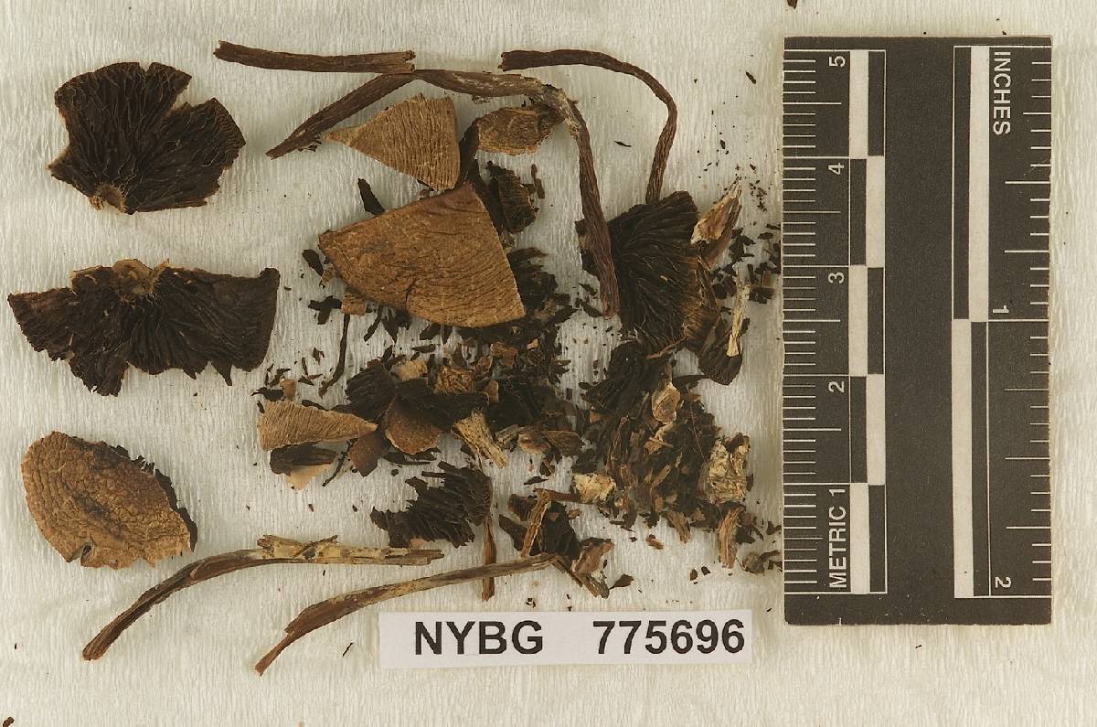 Panaeolus rufus image
