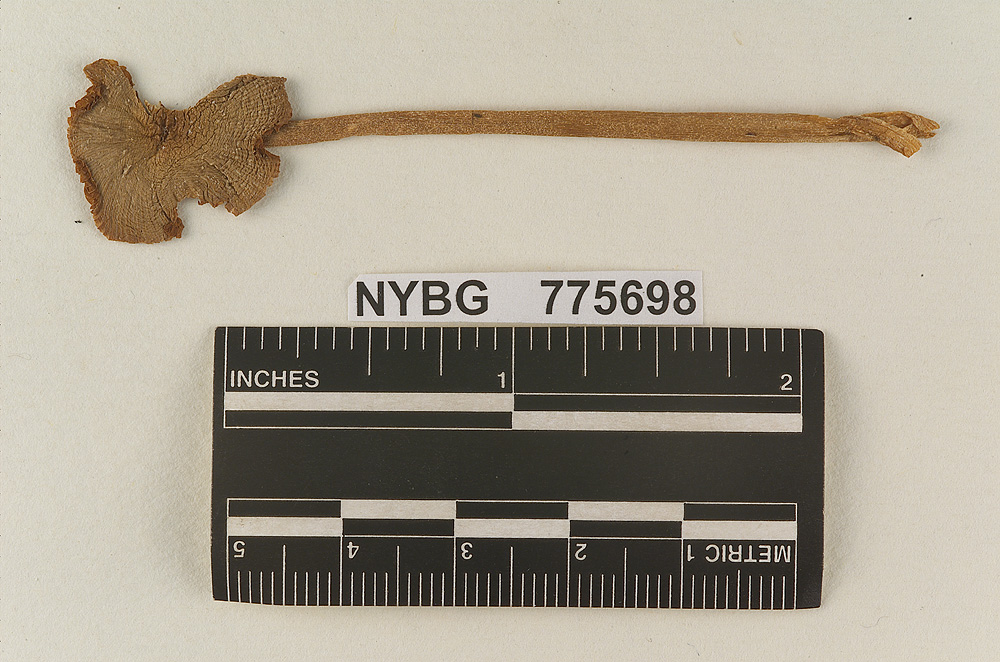 Agaricus expansus image