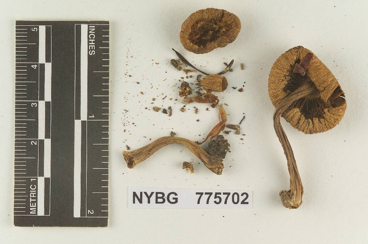 Inocybe californica image