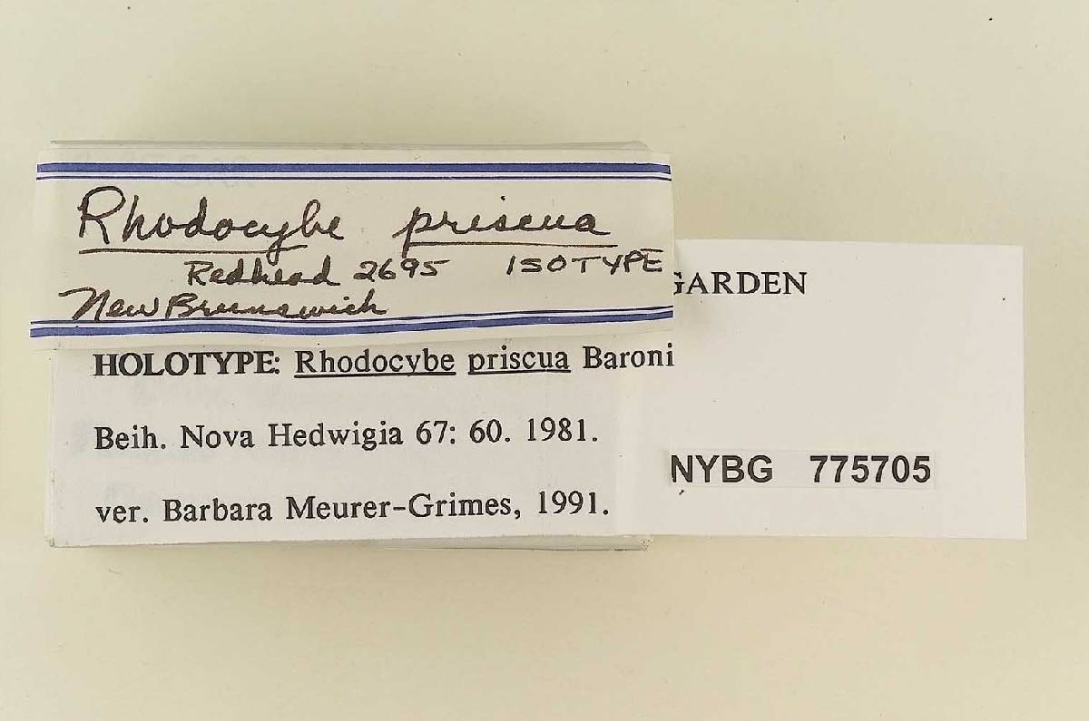 Rhodocybe priscua image
