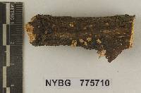 Marasmiellus trichodermialis image
