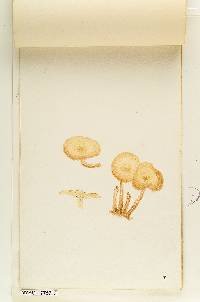 Gymnopilus hillii image