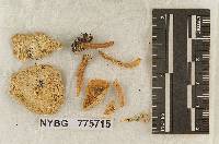 Smithiomyces mexicanus image