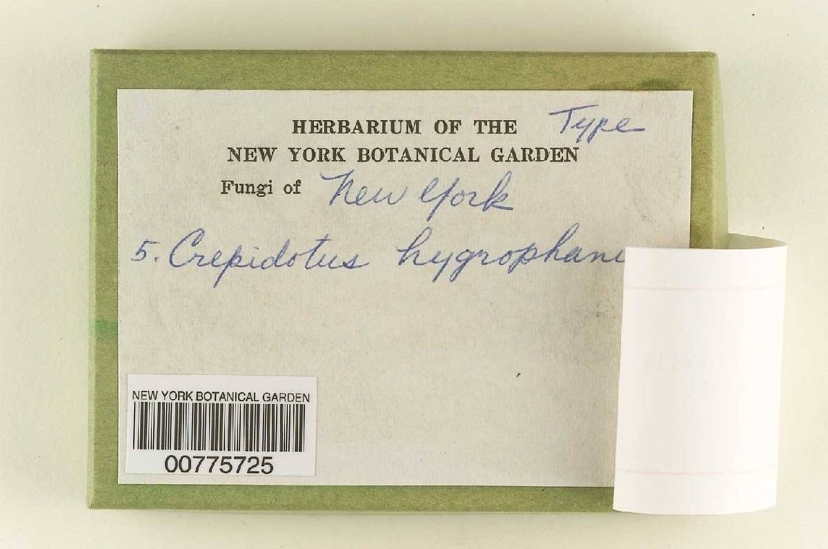Crepidotus hygrophanus image