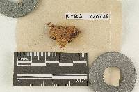 Panus connatus image