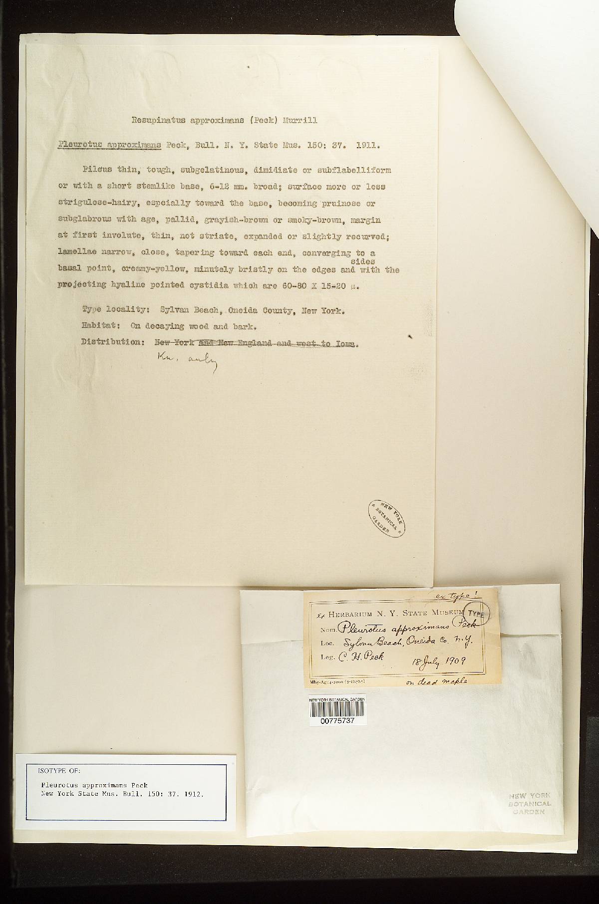 Hohenbuehelia approximans image
