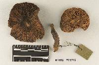 Melanoleuca subtransmutans image