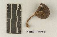 Pluteus nigrolineatus image