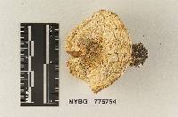 Pholiota magnivelata image