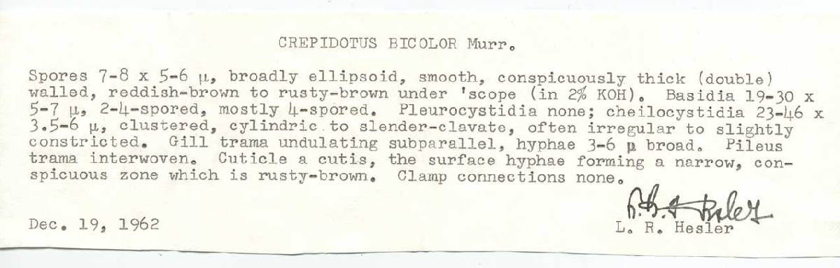 Crepidotus bicolor image