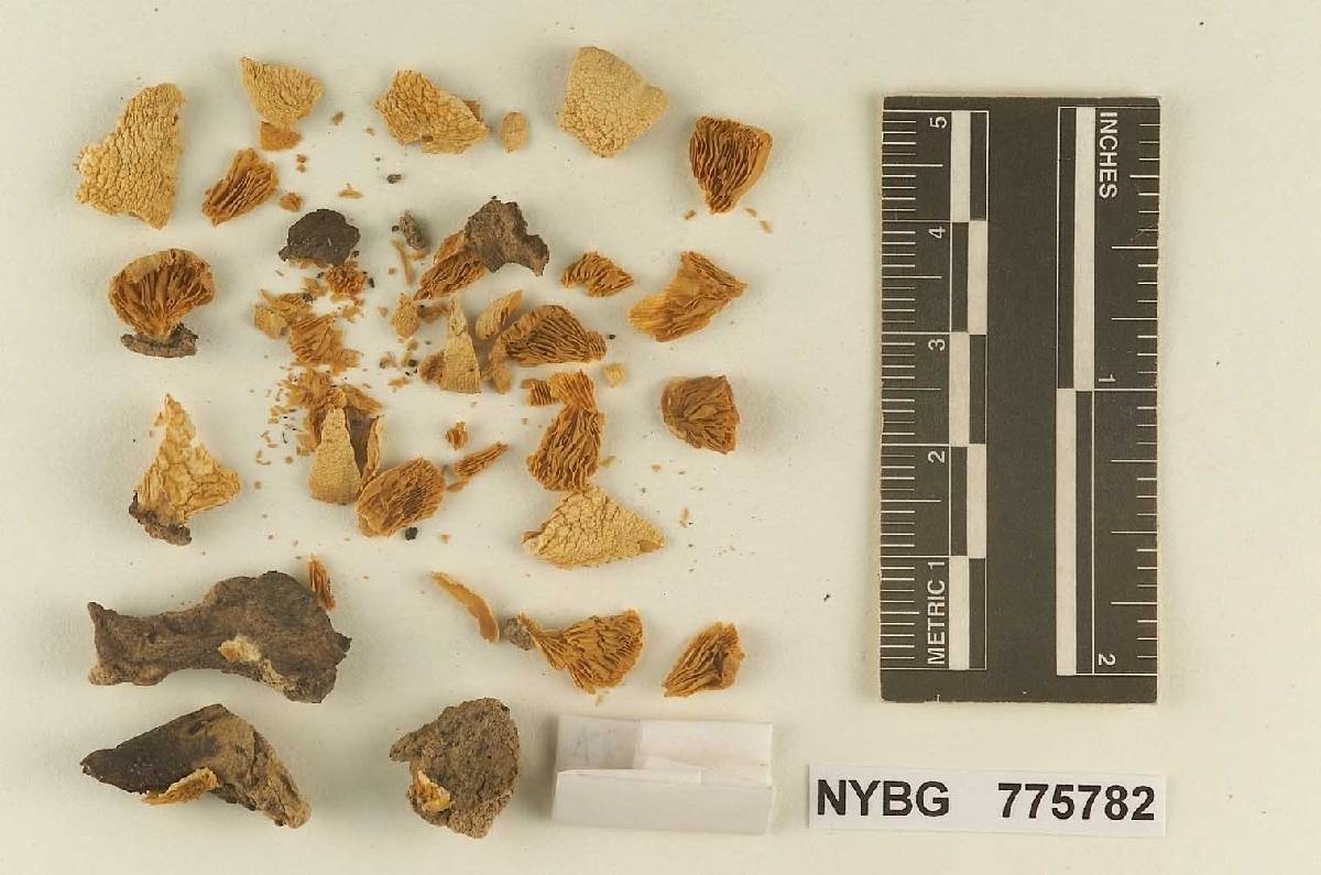 Crepidotus fulvifibrillosus image
