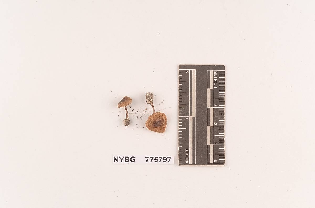 Inocybe parvispora image