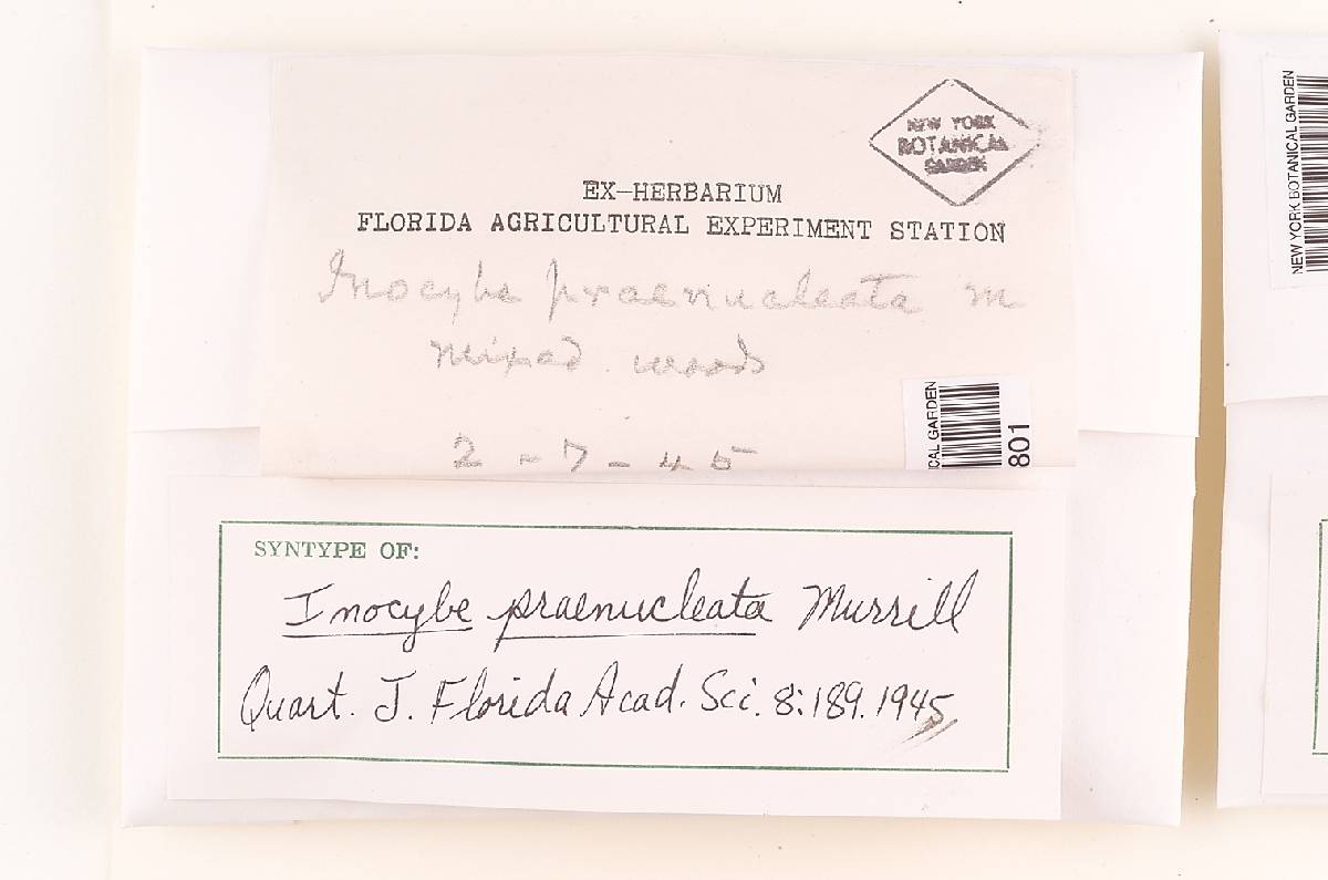 Inocybe praenucleata image