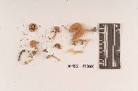 Inocybe lorillardiana image