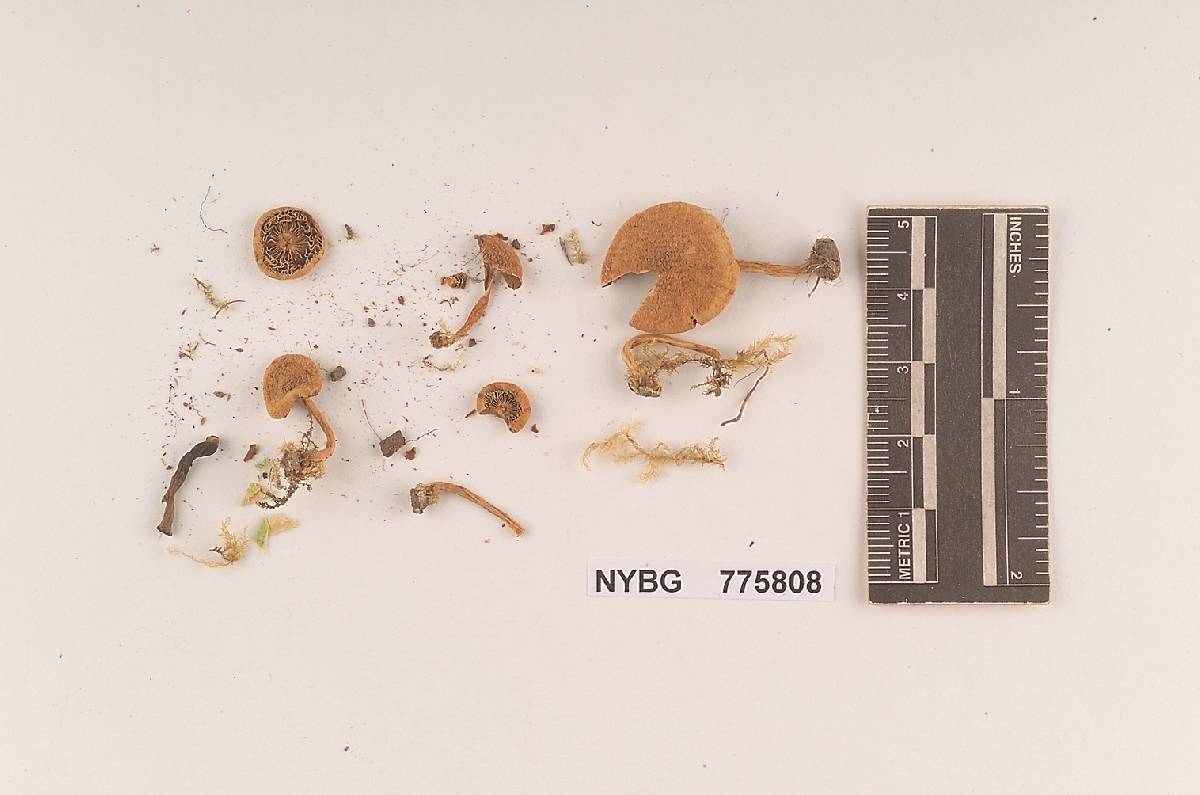 Inocybe lorillardiana image