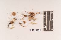 Inocybe lorillardiana image