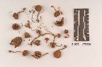 Inocybe lorillardiana image