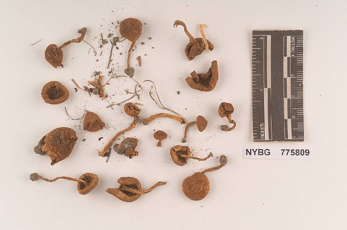 Inocybe lorillardiana image