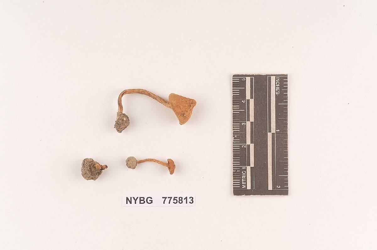 Inocybe lorillardiana image