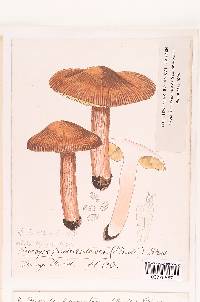 Inocybe frumentacea image