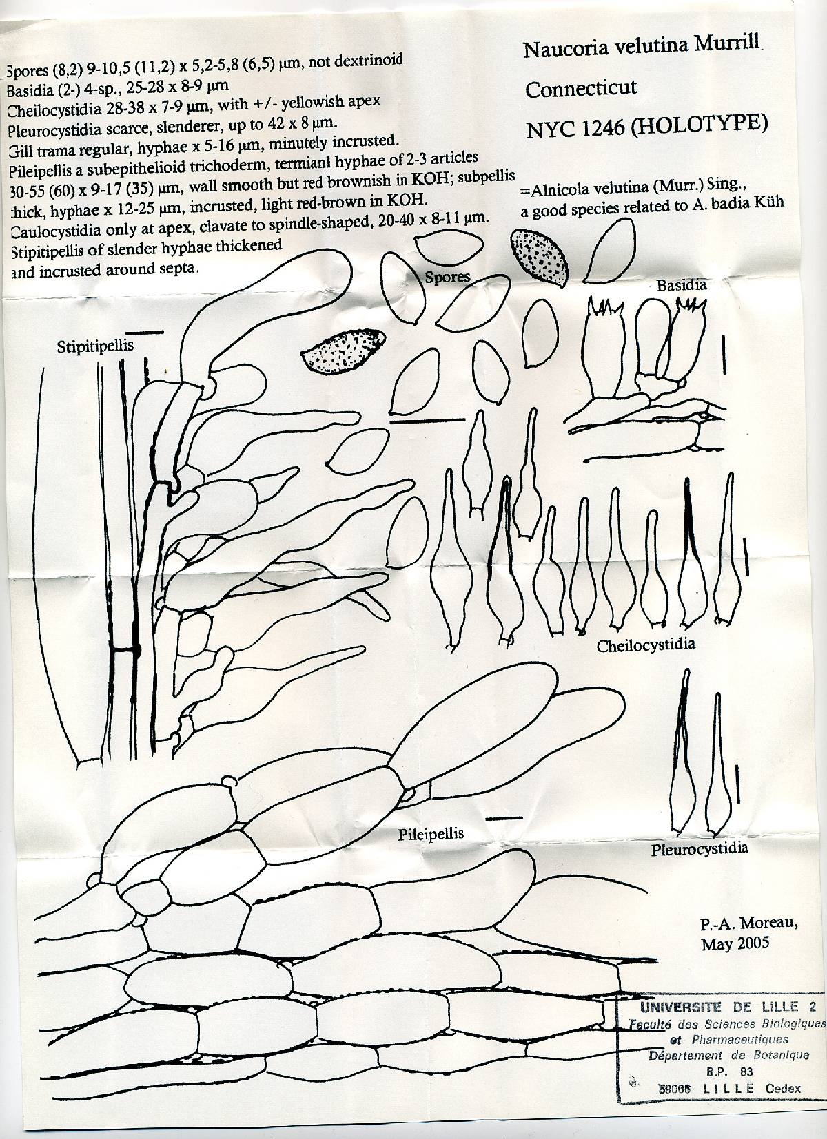 Naucoria velutina image
