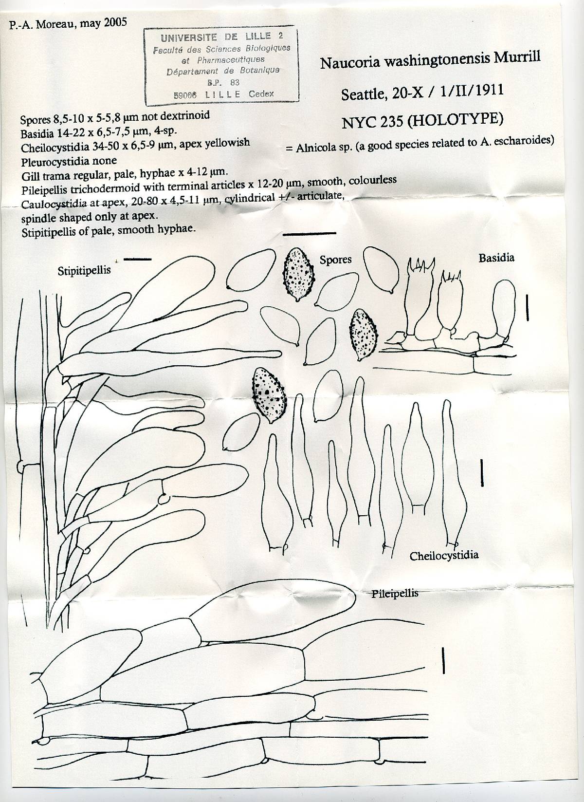 Naucoria washingtonensis image