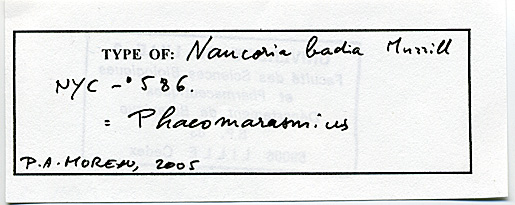 Naucoria badia image