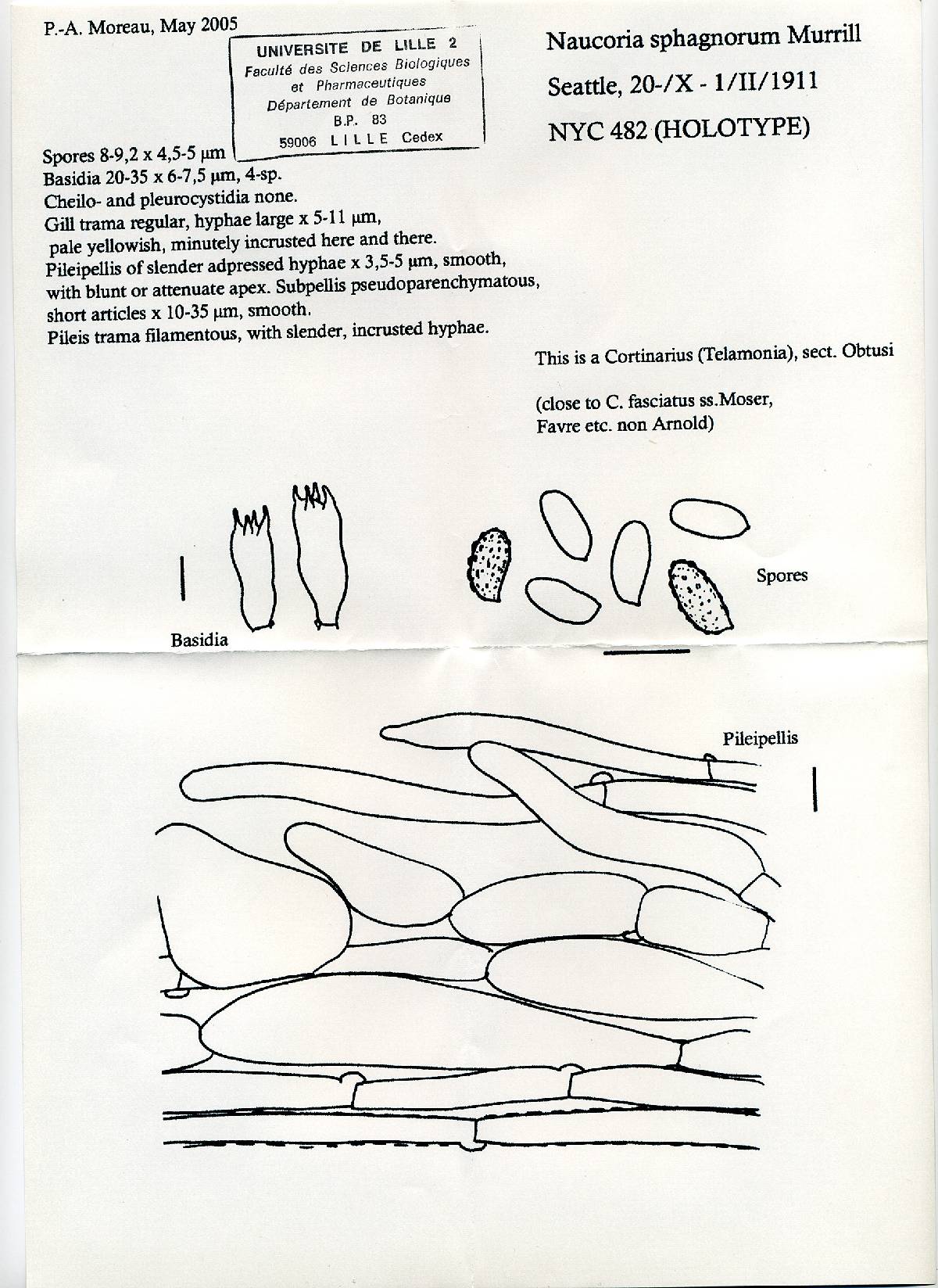 Naucoria sphagnorum image