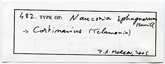 Naucoria sphagnorum image
