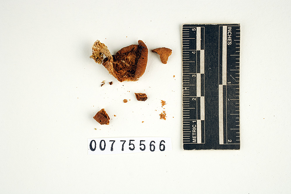 Geopetalum brunescens image
