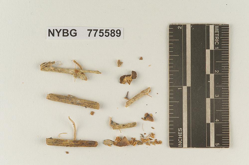 Marasmius subcyathiformis image