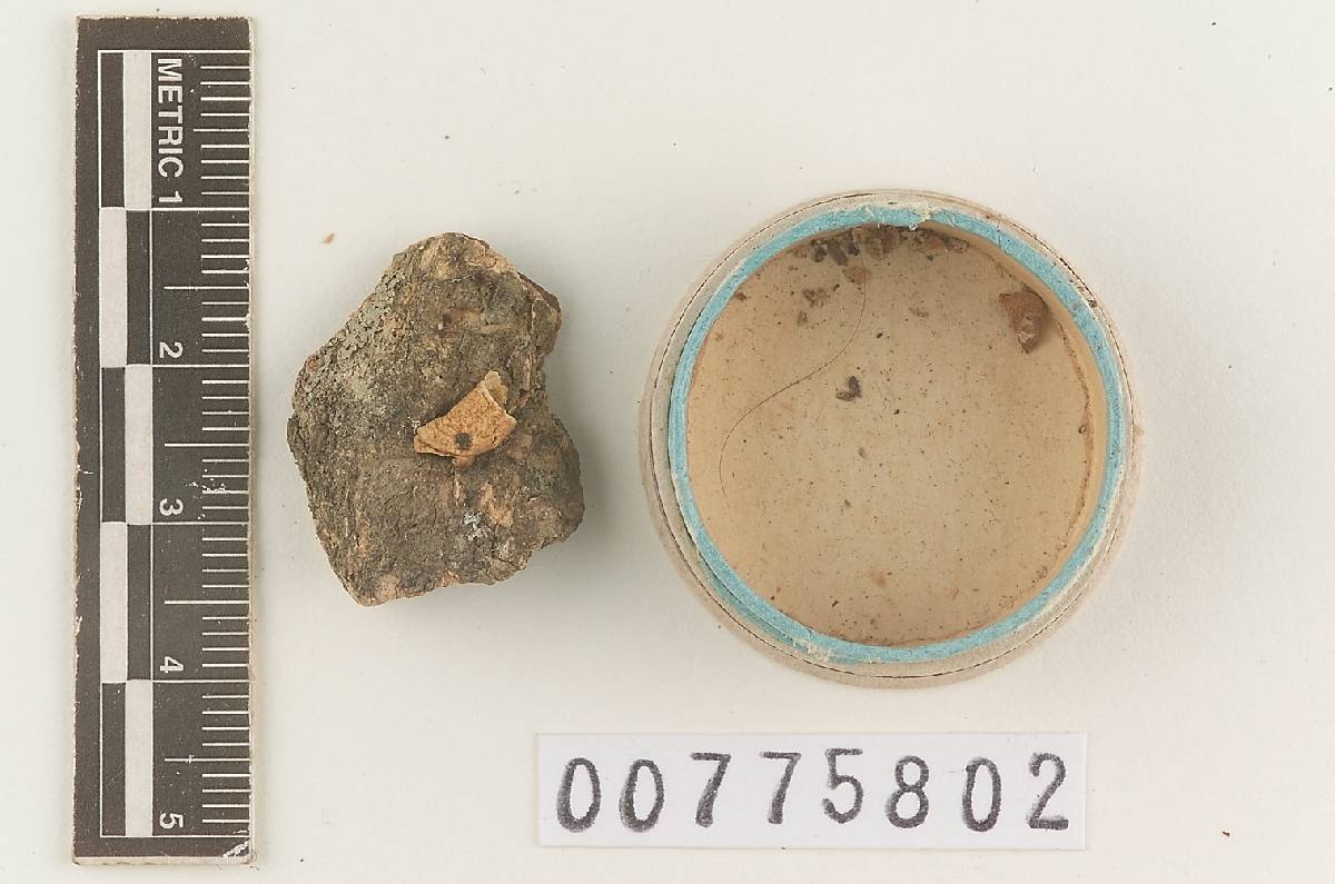 Micromphale fulvifibrillosum image