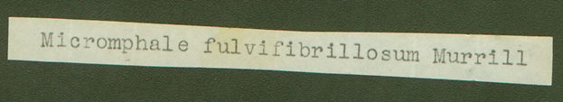 Micromphale fulvifibrillosum image