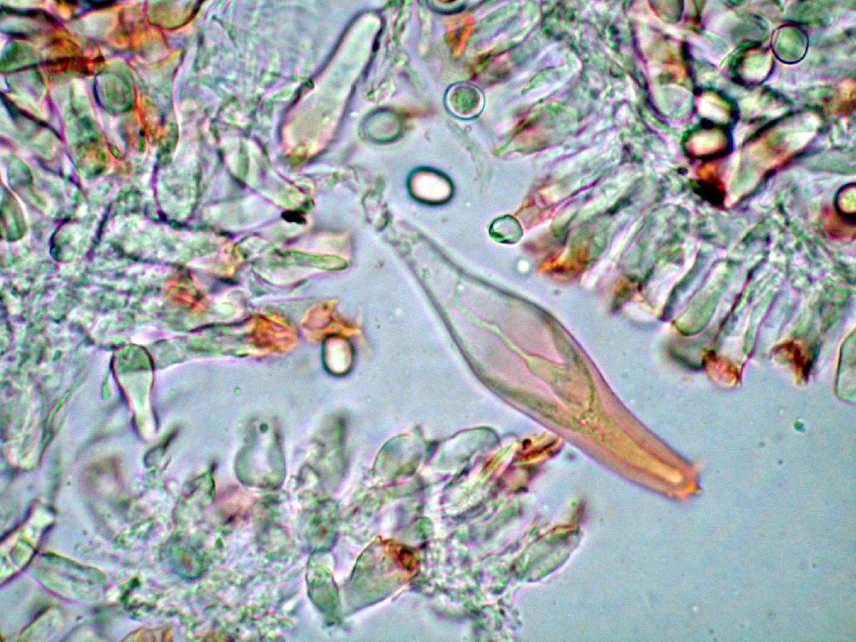 Pluteus washingtonensis image