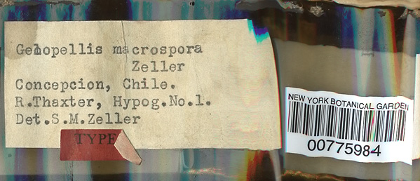 Gelopellis image