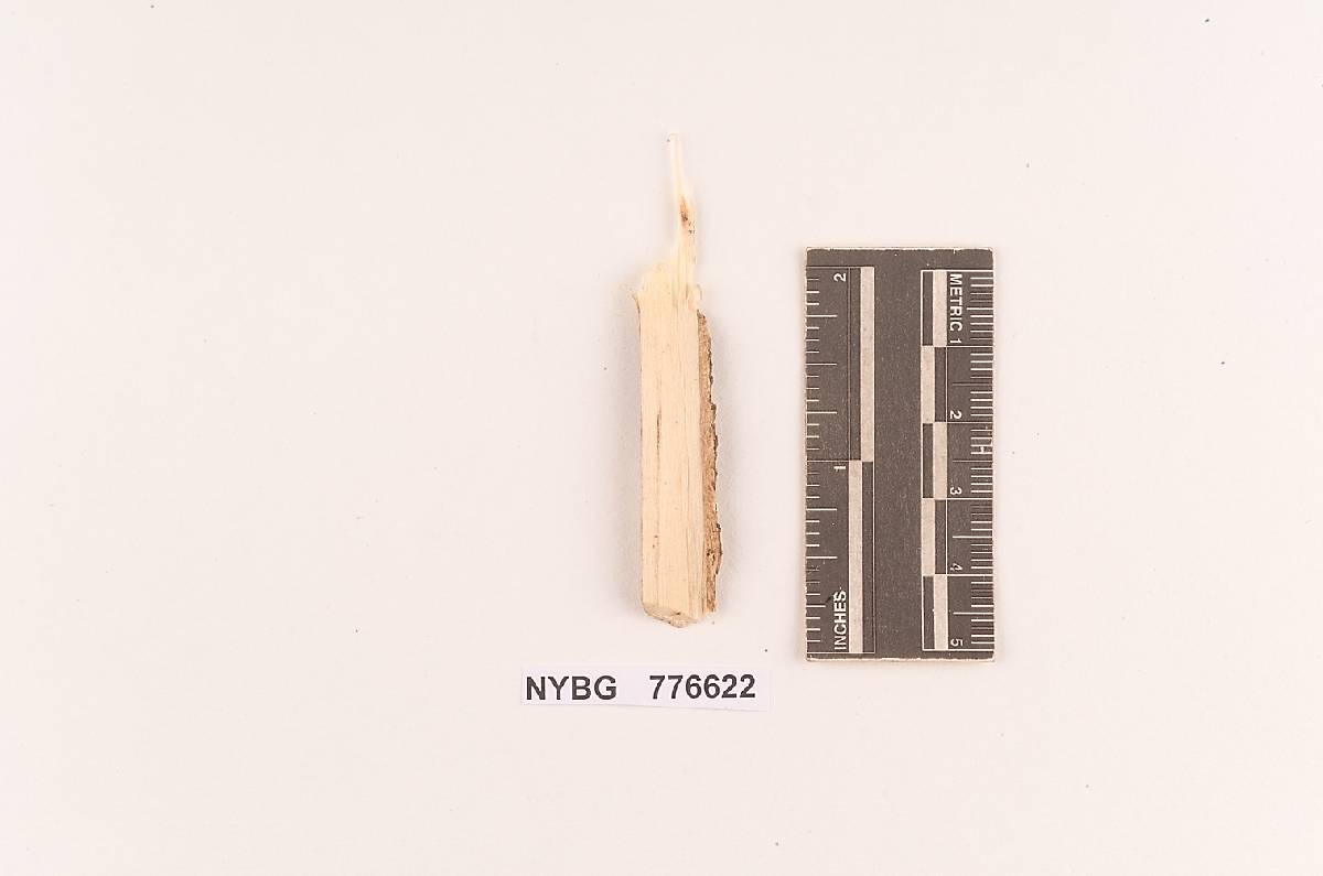 Septobasidium rugulosum image
