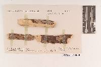 Septobasidium papyraceum image