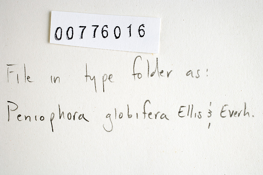 Phlebiopsis gigantea image