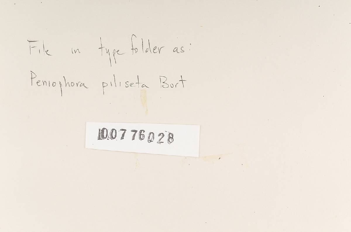 Hyphoderma pilisetum image