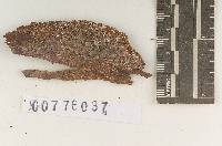 Peniophora ralla image