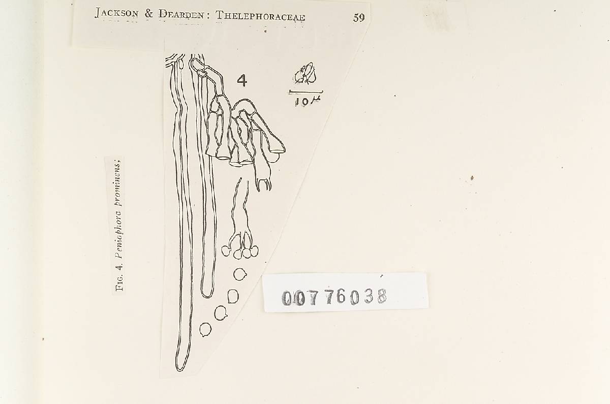 Hyphodontia barba-jovis image
