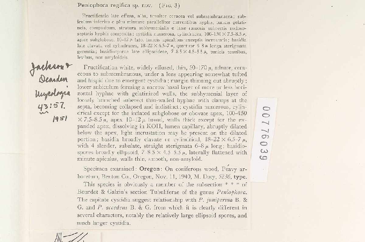 Peniophora regifica image