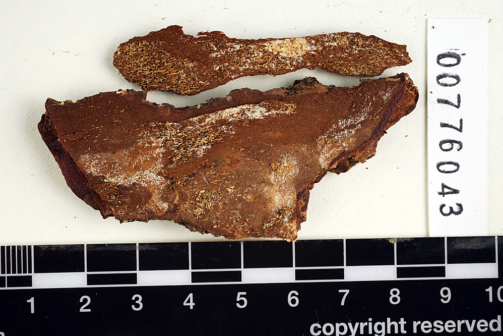 Peniophora perexigua image